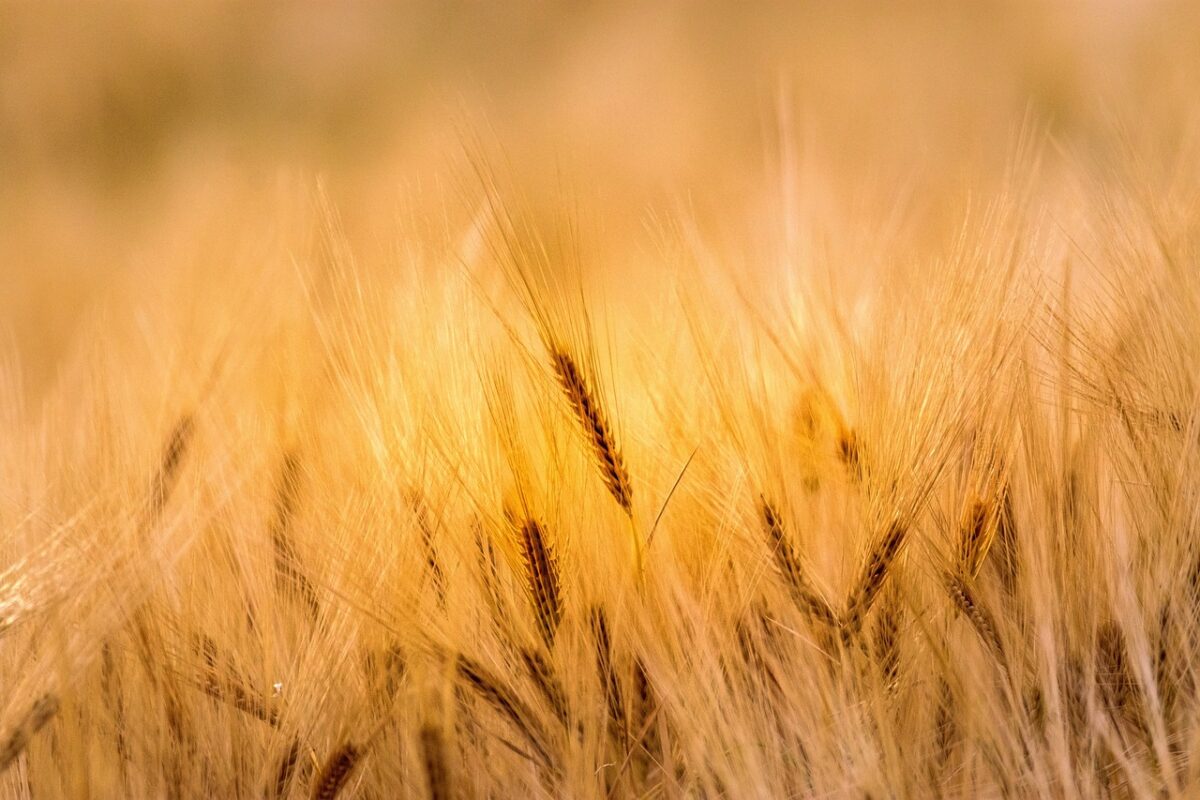 APIA a virat o nouă tranşă pentru rentieri agricoli și moștenitori. Ce trebuie să facă beneficiarii