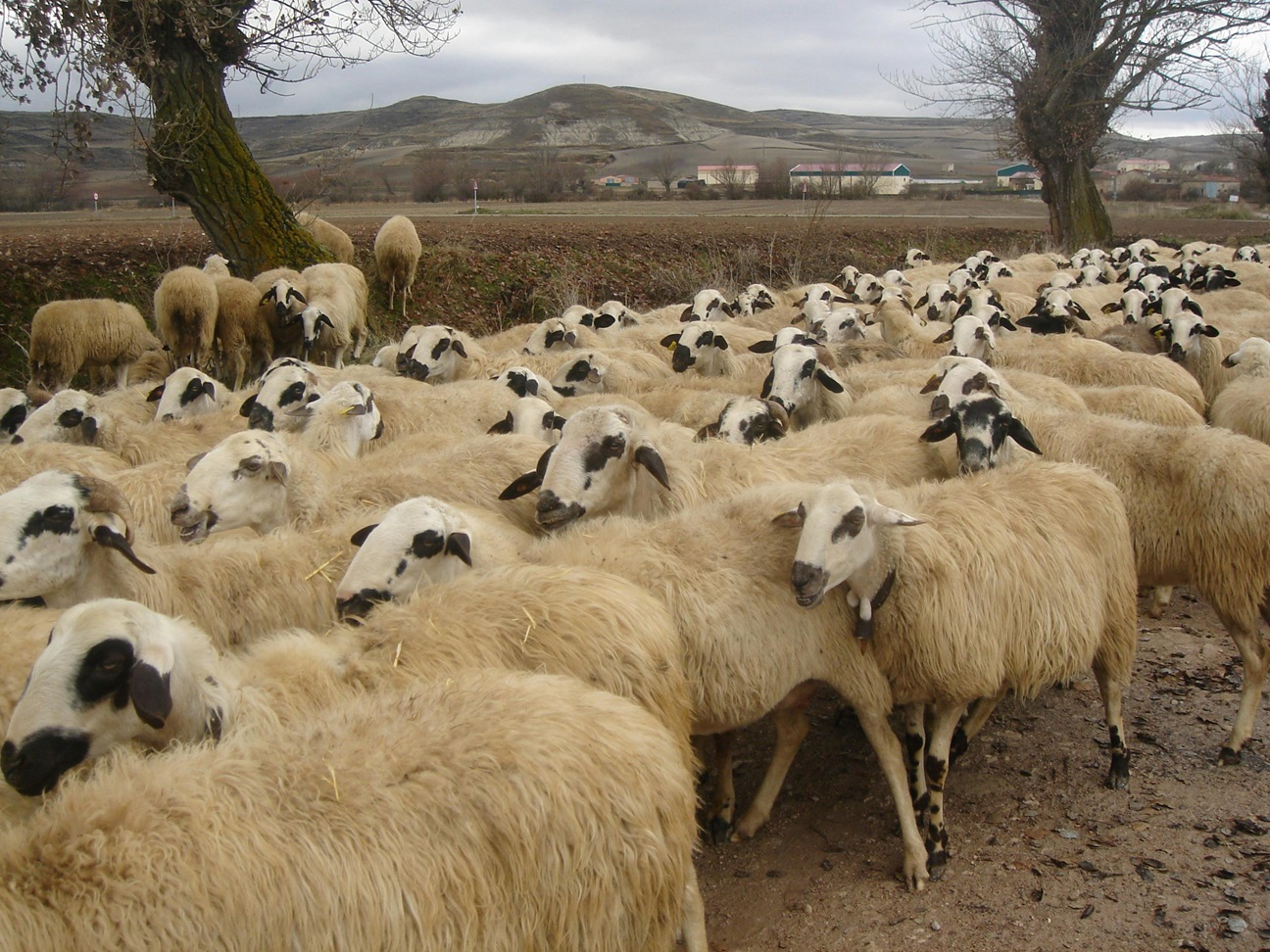 ULTIMA ORĂ: Comisia Europeană a aprobat planul propus de România pentru deblocarea exporturilor de ovine și caprine / Ce urmează