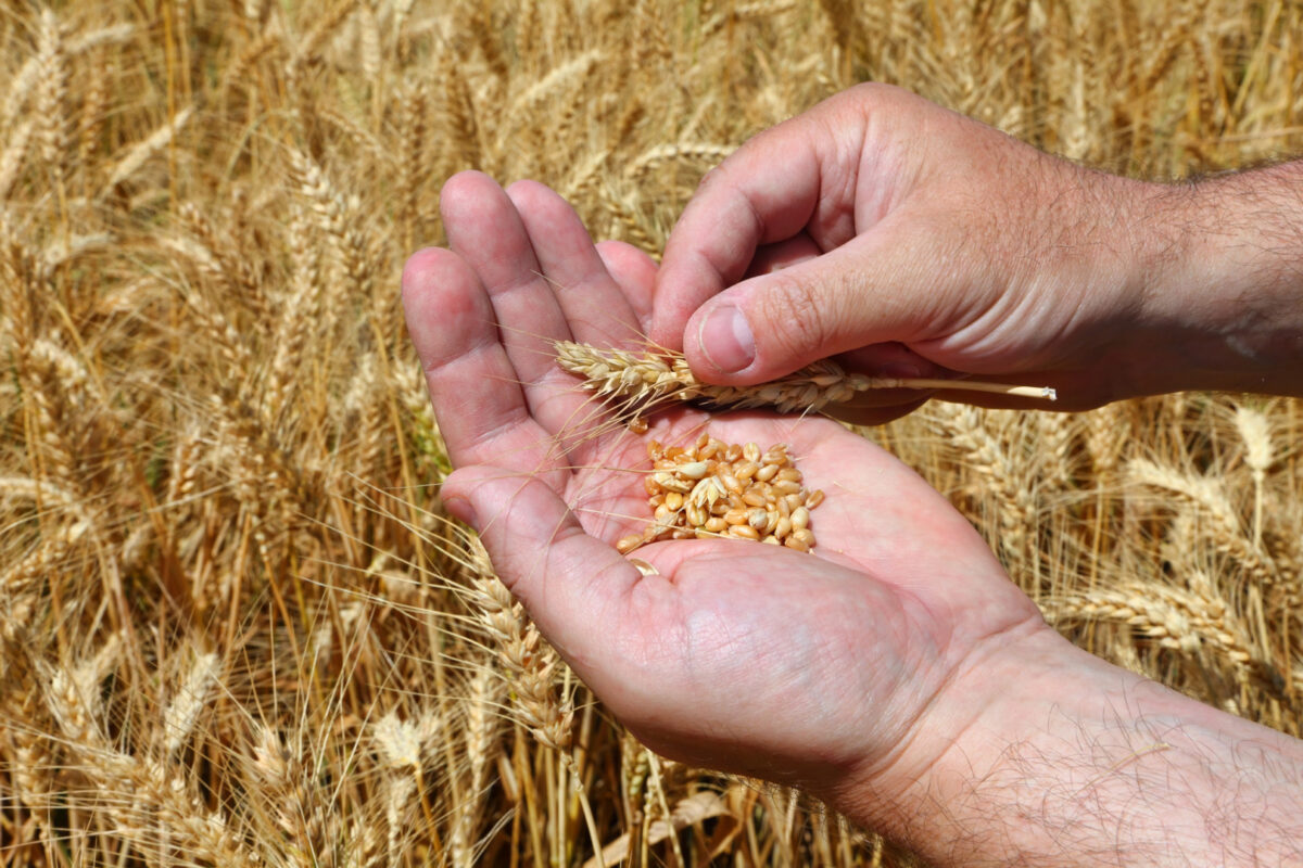 Agroland Agribusiness își crește profitul cu 38% în S1 2026, dar vânzările de inputuri agricole scad cu 30%: „Fermierii operează în continuare cu lichidități limitate”
