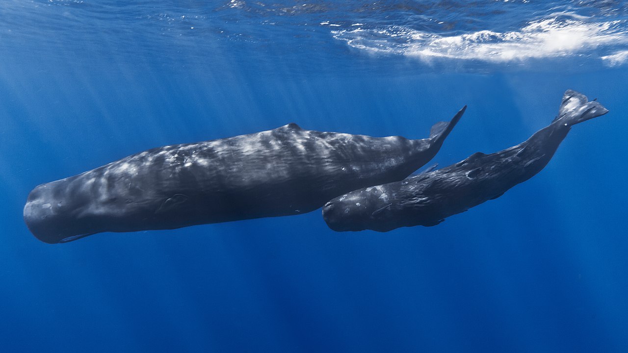 Un iaht a fost scufundat de un grup de caşaloţi în Pacificul de Sud / Cei patru pasageri aflați la bord au fost salvaţi