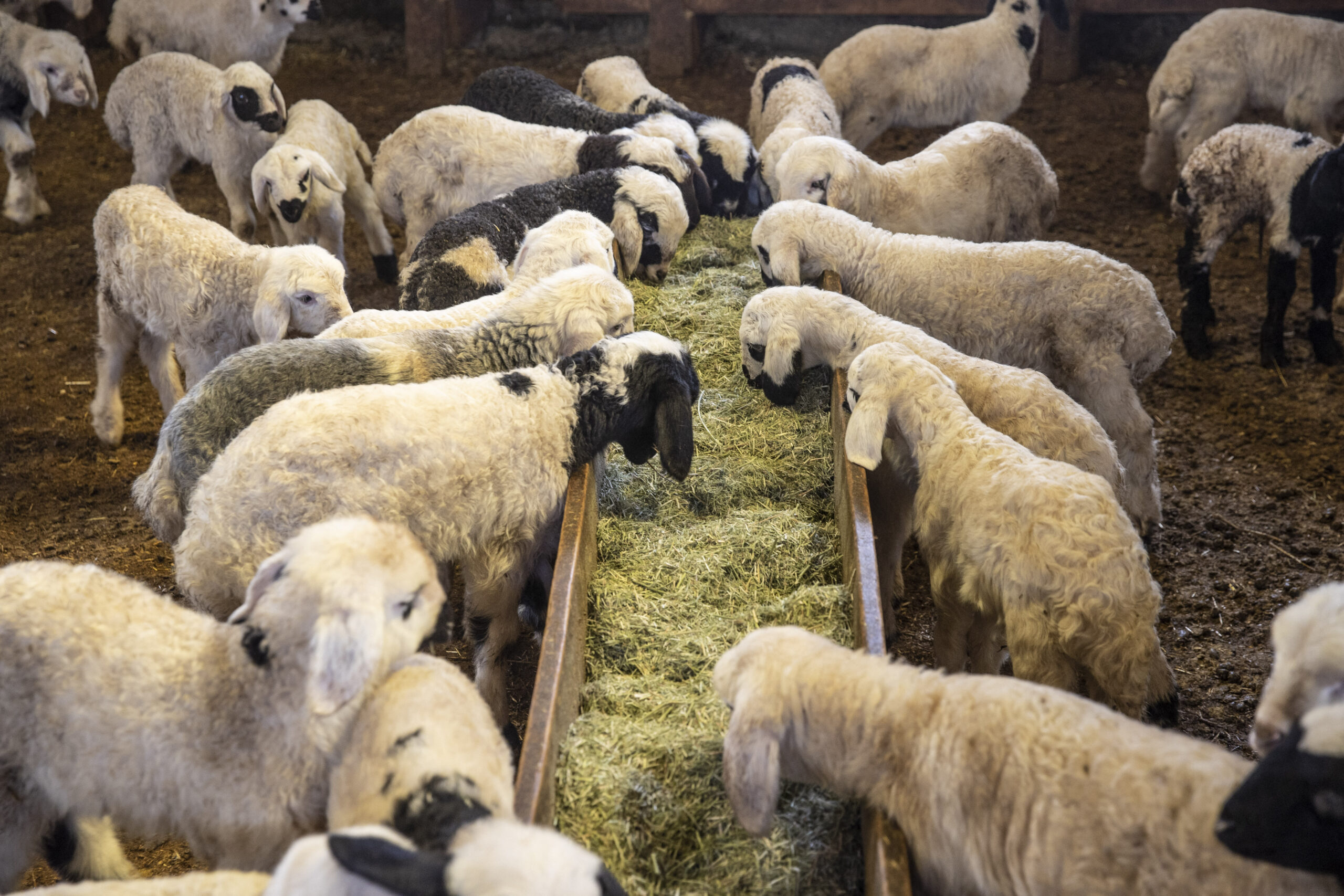 Vaccinarea de urgență începe duminică în Constanța și Tulcea / Restricțiile de circulație a animalelor rămân în vigoare