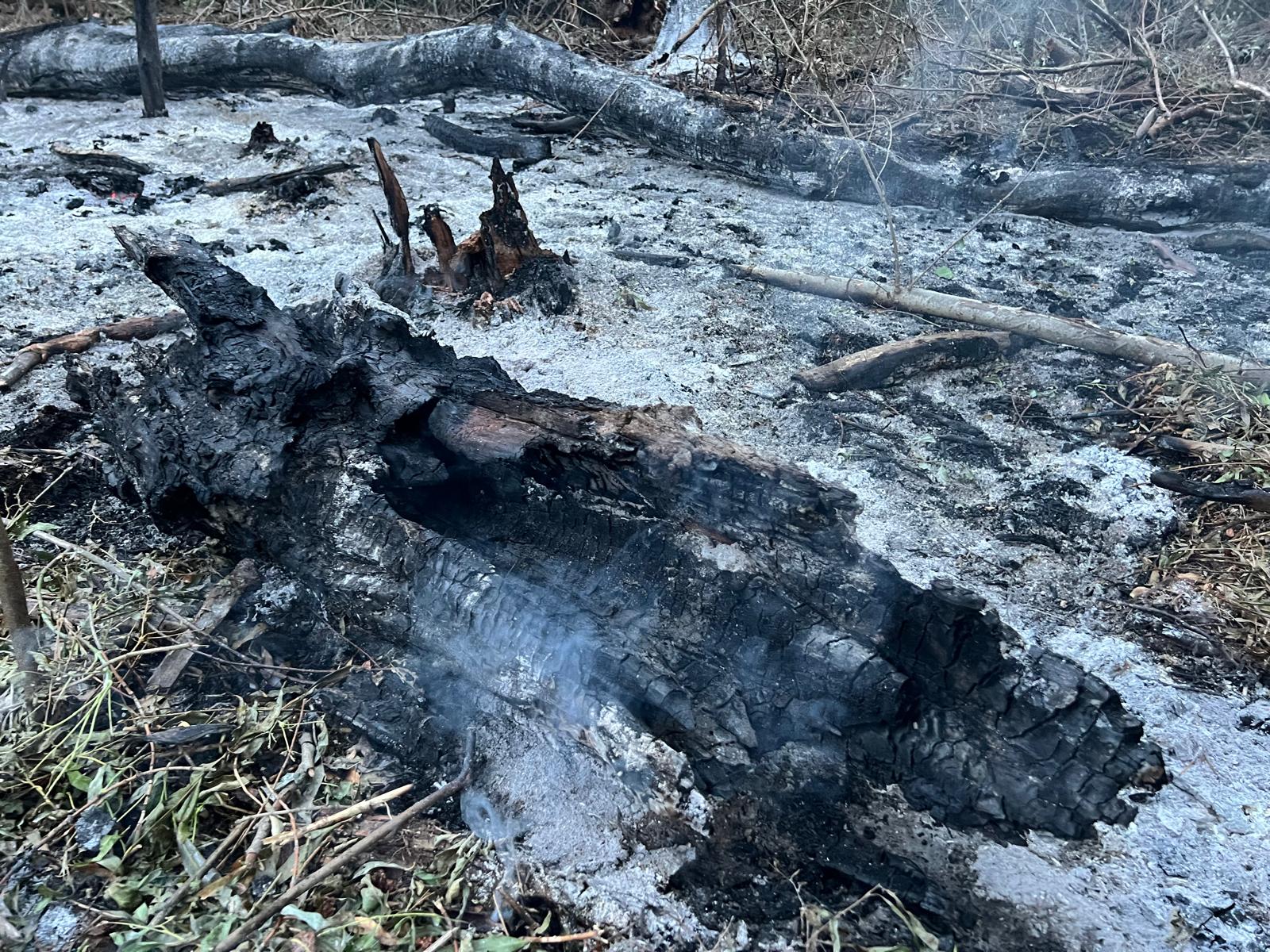 Incendiu izbucnit în județul Tulcea după ce o dronă a căzut vineri dimineață în zona Plauru
